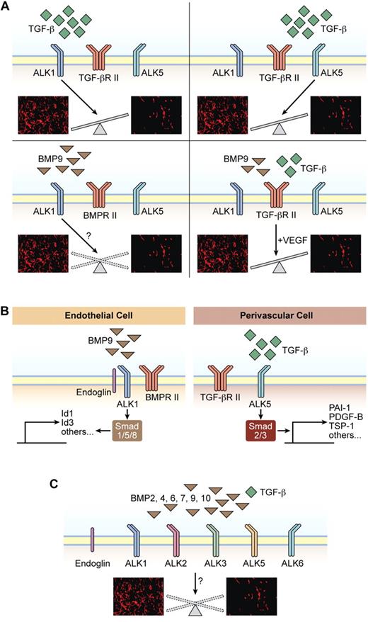 Figure 2. The outcome of signaling by TGF-β family members in ECs is highly context dependent. The net effect of stimulation or inhibition of EC migration, proliferation, and survival is illustrated by images from immunostaining of tumor sections for the vascular marker CD31 (red; images are only representations and are not derived from actual experimental settings). (A) TGF-β signaling through ALK1 predominantly acts to stimulate EC growth and migration. TGF-β signaling through ALK5 predominantly acts to inhibit EC growth and migration. BMP9 stimulation of ALK1 has been reported to be either inhibitory or stimulatory in terms of EC growth and migration. Stimulation of ECs with both TGF-β and BMP9, thus engaging both ALK1 and ALK5 simultaneously, primes ECs to an angiogenic stimulus by prototypical angiogenic inducers such as VEGF. (B) Representation of paracrine interaction between ALK1 expressed by ECs and ALK5 expressed by mural cells. (C) Illustration of the large complexity of BMP ligands and type I receptors that collectively regulate EC functionality in a context-dependent manner.