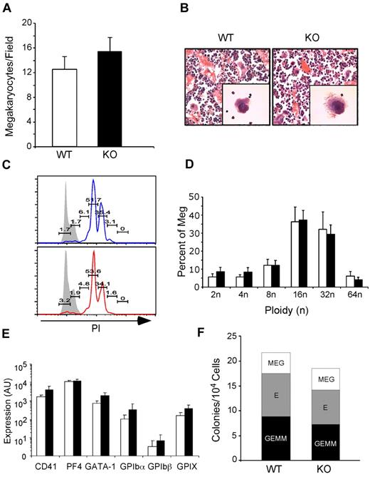 Figure 2. gp96/grp94 deletion does not negatively affect megakaryopoiesis. (A) Number of megakaryocytes per field (200× magnification) in bone sections of pooled WT and WT → WT (□, n = 4) and KO and KO → WT (■, n = 4) mice 2-4 weeks PTD. No significant differences were observed in the number of megakaryocytes in nonchimeric and chimeric mice (P > .05). (B) Morphologic analysis of WT and KO bone marrow megakaryocytes by light microscopy after H&E staining and the ultrastructure of the demarcation membrane of megakaryocytes by transmission electron microscopy (magnification, 12 000×). (C) Propidium iodide (PI) ploidy analysis of bone marrow CD41+FSChiSSChi megakaryocytes from WT → WT (top) and KO → WT mice (bottom). Numbers represent percentage of PI+ cells indicated over the total population of megakaryocytes. Gray histograms represent control staining of lymphocyte gaiting. (D) Bar graph of megakaryocyte ploidy analysis of 5 WT → WT (□) and 5 KO → WT mice (■). No statistical difference was found between WT and KO mice. (E) BSA gradient–enriched megakaryocytes from WT (n = 3) and KO (n = 3) mice were analyzed for expression of the indicated genes relative to TPO-R expression. TPO-R expression was similar between WT and KO mice. (F) Number of granulocyte-erythroid-monocyte-megakaryocyte (GEMM), erythroid (E), and megakaryocyte (MEG) colonies per 104 cells from WT → WT (n = 2) and KO → WT (n = 2) mice 2 months PTD.