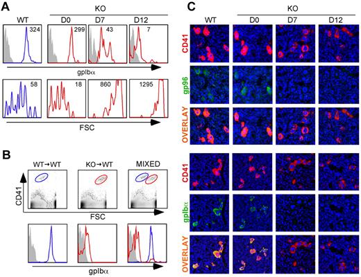 Figure 4. Cell-intrinsic loss of GPIbα expression on platelets is correlated with the loss of gp96/grp94 and GPIbα expression on megakaryocytes. (A) Top: Flow cytometry of GPIbα expression on platelets (CD41+Ter119−) from a WT mouse and a KO mouse at the indicated days PTD. The Y-axis is the cell count. The gray histogram represents background staining with isotype-matched antibody. Bottom: Flow cytometry of forward scatter profile (FSC) on platelets (CD41+Ter119−) at the indicated time points PTD. Data are representative of at least 3 independent experiments. Numbers indicate mean fluorescence intensity for GPIbα and mean size for FSC. (B) Top: Flow cytometry of CD41+ expression on Ter119-gated platelets from WT → WT (blue), KO → WT (red), and mixed (WT, blue; KO, red) bone marrow chimeras 1 month PTD. Bottom: GPIbα on WT → WT (blue), KO → WT (red), and mixed (WT, blue; KO, red) bone marrow chimeras from the above gates. Data represent 2 independent experiments with multiple mice. (C) Top: Immunofluorescence of GPIbα expression on megakaryocytes (CD41+) of bone sections from WT and KO mice at the indicated time points PTD. Bottom: Immunofluorescence of gp96/grp94 expression on megakaryocytes (CD41+) of bone sections from WT and KO mice at the indicated time points PTD. Slides were counterstained with DAPI. Data are representative of at least 3 independent experiments.