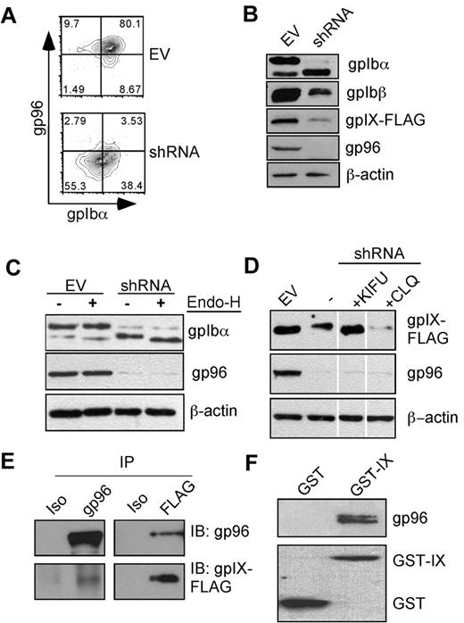 Figure 5. gp96/grp94 chaperones the GPIb-IX complex. (A) Knockdown of gp96/grp94 results in concomitant loss of GPIbα surface expression. Flow cytometric staining was performed for surface GPIbα (AK2), followed by intracellular staining for gp96/grp94 in Ib9 cells. Data are representative of 5 independent experiments. (B) gp96/grp94 is important for the stable expression of multiple subunits of the GPIb-IX complex. Individual components of the complex were blotted from the total cell lysate of Ib9 cells transduced with either EV or gp96/grp94 shRNA lentivector. (C) Differential glycosylation of GPIbα in the absence of gp96/grp94 as shown by Endo-H treatment and Western blot for GPIbα in EV and gp96/grp94 shRNA Ib9-IX cells. (D) The GPIX subunit is degraded in the absence of gp96/grp94. Western blot analysis for GPIX subunit expression in EV and gp96/grp94 shRNA-treated Ib9-IX cells and in gp96/grp94 shRNA Ib9-IX cells after treatment with the inhibitors kifunensine (KIFU) and chloroquine (CLQ). Vertical lines have been inserted to indicate a repositioned gel lane. Data are representative of 2 independent experiments. (E) Coimmunoprecipitation of GPIX and gp96/grp94 in CHO-Ib9/IX cells (Ib9/IX). GPIX-FLAG or gp96/grp94 proteins were immunoprecipitated, followed by immunoblotting. Isotype control antibodies are included. (F) Recombinant GST-gpIX or GST was incubated with mouse gp96/grp94, followed by GST pull-down and immunoblot for gp96/grp94 and GST, respectively.