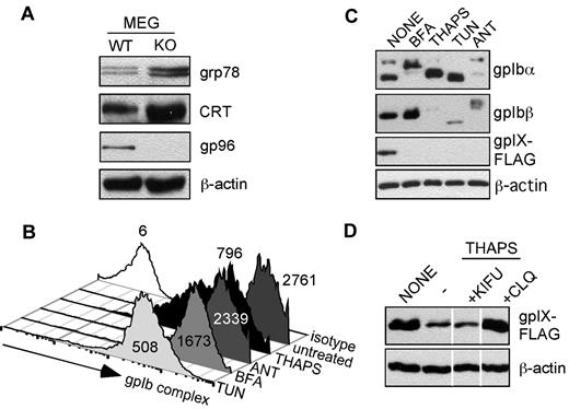 Figure 6. GPIb-IX complex is sensitive to ER stress. (A) Western blot for indicated proteins in primary megakaryocytes from WT and KO mice. (B) Effect of ER stress on the expression level of cell-surface GPIb-IX complex. Flow cytometry for GPIbα (AK2) expression after Ib9-IX cells were treated with the ER stressors thapsigargin (THAPS), antimycin A (ANT), brefeldin A (BFA), or tunicamycin (TUN) or left untreated. Isotype staining is shown. Numbers represents mean fluorescence intensity. Data are representative of 2 independent experiments. (C) Western blot for GPIbα, GPIbβ, and GPIX expression in Ib9-IX cells after indicated treatments. (D) GPIX is degraded in response to ER stress. Western blot analysis for GPIX subunit expression in thapsigargin-exposed Ib9-IX cells after cotreatment with kifunensine (KIFU) and chloroquine (CLQ). Vertical lines have been inserted to indicate a repositioned gel lane. Data are representative of 2 independent experiments.