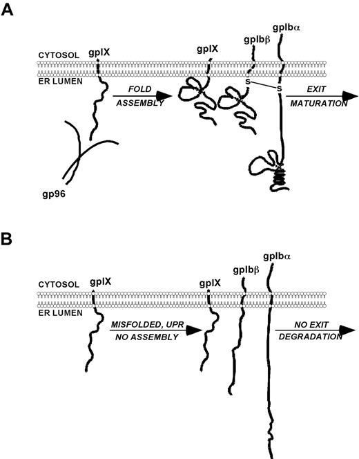 Figure 7. Proposed model of the role of gp96/grp94 in the chaperone and assembly of the GPIb-IX complex. (A) gp96/grp94 binds to GPIX and promotes the normal maturation of the GPIb-IX complex, resulting in normal-sized platelets and homeostasis. (B) In the absence of gp96/grp94, GPIX and consequently GPIbβ and GPIbα are misfolded, retained in the ER, or degraded, resulting in a BSS-like disorder.