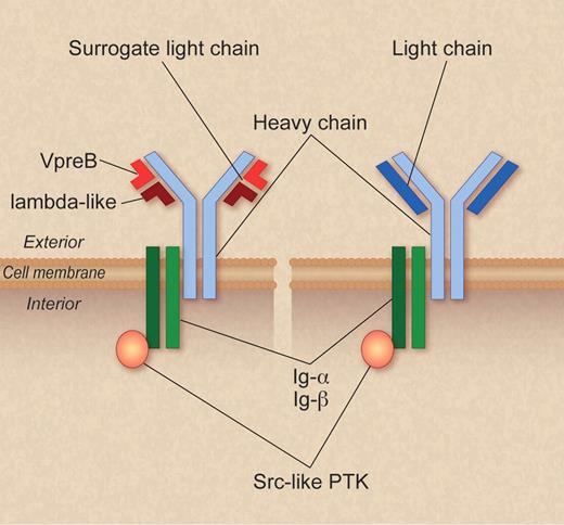 Figure 1. Structure of the B-cell and of the pre-B-cell receptor. The BCR and the pre-BCR contain the membrane form of the Ig HC that is noncovalently associated with a heterodimer of Igα and Igβ, and the Ig LC (BCR) or the surrogate light chain, which is composed of λ5 and VpreB (pre-BCR). Proximal signaling is initiated by SRC-family protein tyrosine kinase (PTK)–mediated phosphorylation of the Igα and Igβ immunoreceptor tyrosine-based activation motifs. Recent evidence suggests that the pre-BCR spontaneously dimerizes,75,76 whereas the BCR needs antigen to be aggregated and to give the antigenic signal.