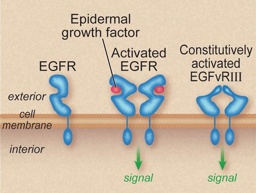 Figure 3. Activation of epidermal growth factor (EGF) receptor (EGFR) by EGF or truncation. Green arrows indicate signals. Based on a figure from Mellinghoff et al,118 and modified from Schlessinger.59 Binding of EGF on normal EGF-R induces a conformational change that facilitates dimerization. Glioblastoma multiforme cells may circumvent EGF requirement by deletions in the ligand-binding domain of EGF-R, which promote receptor dimerization and activation.