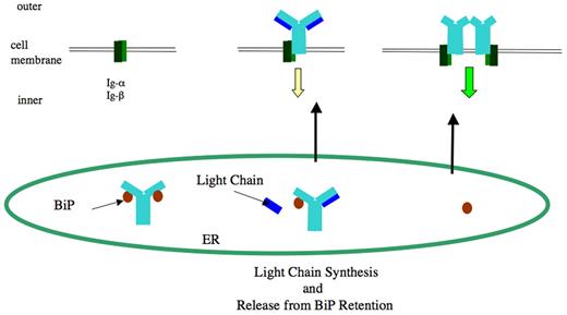Figure 4. Expression of membrane HCD proteins and signaling. The Ig-α/Ig-β heterodimer is present on the cell surface and competent to mediate signals on aggregation, in the absence of any HC.92 In the absence of LC (left), the HC is retained in the endoplasmic reticulum by the chaperone Ig binding protein (BiP).85 V-less heavy chains can get to the surface (black arrow) in the absence of LC and spontaneously dimerize/aggregate in the absence of antigen (right), generating an antigen-like signal (green arrow),66,79 whereas normal HC must pair with LC to be displayed on the cell surface94,119 (but there are exceptions39,40,98,120). Normal, unligated BCR generates a signal (yellow arrow),71 which, according to one model, might also involve some degree of spontaneous dimerization/aggregation.121