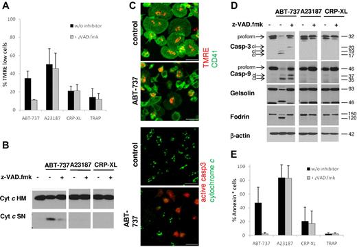 Figure 2. Platelet apoptosis, but not platelet activation, depends on caspase activation. Washed human platelets were incubated in HBS with ABT-737 (100nM) for 2 hours or A23187 (10μM), CRP-XL (2 μg/mL), or TRAP (100μM) for 15 minutes with or without the caspase inhibitor z-VAD.fmk (50μM). (A) Loss of mitochondrial membrane potential was assessed by staining with TMRE (50nM) before analysis by flow cytometry. Data are mean ± SD (n = 4). (B) Release of mitochondrial cytochrome c was assessed by lysis in 0.05% digitonin and differential centrifugation. The heavy membrane fraction (HM) containing mitochondria and the supernatant (SN) containing cytosol were analyzed for cytochrome c content by Western blotting. (C) Release of mitochondrial cytochrome c and loss of mitochondrial membrane potential after exposure to ABT-737 (100nM) for 2 hours were assessed by immunohistochemistry and staining with TMRE (red, top panels) and anti-CD41/FITC (green, top panels), or anti–cytochrome c (green, bottom panels) and anti–active-caspase-3 (red, bottom panels). Bar represents 5 μm. Note that control cells display spreading on glass slides, whereas ABT-737-treated cells do not. (D) Cleavage of caspases and caspase targets (fodrin, gelsolin) was analyzed by Western blotting. cl indicates cleaved caspase fragments. (E) Apoptosis was assessed by PS externalization and staining with annexin V/FITC before analysis by flow cytometry. Data are mean ± SD (n = 4).