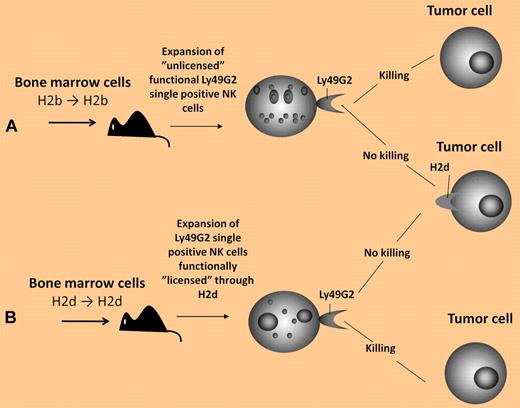Reconstitution of Ly49G2 single-positive NK cells that (A) acquire function without the need for “licensing” versus (B) NK cells that acquire function through MHC-dependent “licensing.”