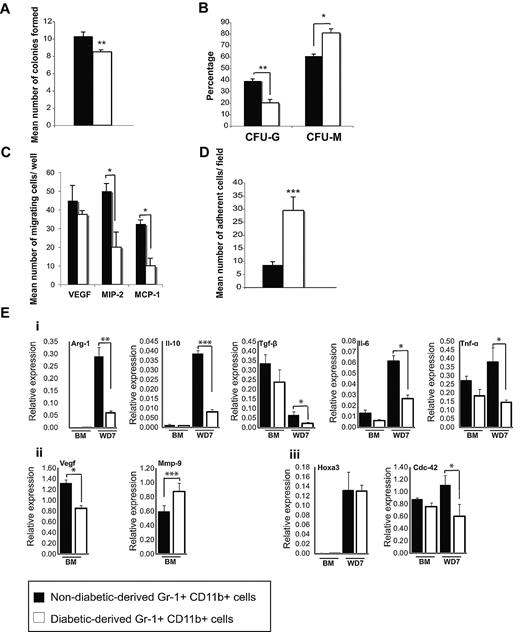 Figure 3. Functional assays of Gr-1+CD11b+cells from diabetic animals. (A) In vitro colony assays of nondiabetic and diabetic-derived Gr-1+CD11b+ cells indicating the total number of colonies formed (B), the percentage of colonies formed that were granulocytes, G, versus monocytes, M, for each sample. (C) Migration assays of nondiabetic and diabetic-derived Gr-1+CD11b+ cells toward VEGF, MIP-2, and MCP-1. (D) Adhesion assay of nondiabetic and diabetic-derived Gr-1+CD11b+ cells on TNF-α activated endothelial cells. (E) Gene expression profile of Gr-1+CD11b+ cells assessed by qRT-PCR. (i) Expression of M1 and M2 macrophage markers by diabetic and nondiabetic-derived Gr-1+CD11b+ cells. (ii) Expression of angiogenic factors Vegf and Mmp-9 in diabetic and nondiabetic-derived Gr-1+CD11b+ cells. (iii) Expression of endogenous Hoxa3 and a representative Hoxa3 target gene Cdc42 in diabetic and nondiabetic-derived Gr-1+CD11b+ cells. Error bars represent SEM, *P ≤ .05, **P ≤ .01, ***P ≤ .001. BM, bone marrow; WD7, wound day 7.