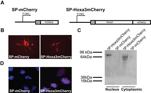 Figure 4. Design of Hoxa3-mCherry and mCherry plasmids and expression in HSC/Ps. (A) Schematic of signal peptide (SP)–Hoxa3-mCherry and SP-mCherry constructs, driven by the cytomegalovirus promoter (P CMV). (B) SP-mCherry, and SP-Hoxa3-mCherry, protein expression in AFT024 feeder layer cells, shown at original magnification × 200. (C) Western blot detection of mCherry in nuclear and cytoplasmic protein extraction of HSC/Ps cocultured with AFT024 cells secreting SP-Hoxa3-mCherry protein (predicted size = 73.17 kDa) or SP-mCherry control (predicted size = 26.73 kDa). (D) Immunofluorescent detection of mCherry in hematopoietic progenitor cells purified from coculture with AFT024/SP-mCherry feeder layer or AFT024/SP-Hoxa3-mCherry feeder layer. DAPI was used to label nuclei. Image is original magnification ×600.