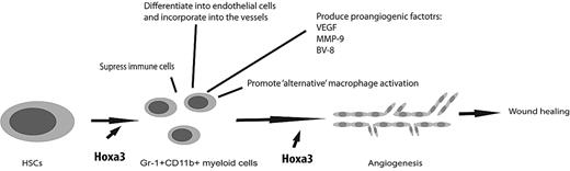Figure 7. Mechanism of Hoxa3 induction of proangiogenic Gr-1+CD11b+ myeloid cells and their contribution to injury-induced neovascularization and wound healing. Injury results in mobilization and recruitment of BMD stem/progenitor cells to the site of injury. Overexpression of Hoxa3 at the site of injury promotes the differentiation of BMD stem/progenitor cells into granulocytic Gr-1+CD11b+ cells, which promote neovascularization through the various mechanisms shown. Hoxa3 also rescues at least some of the aberrant phenotypes, such as defective migratory and adhesive properties, of Gr-1+CD11b+ cells in pathological conditions such as diabetes.