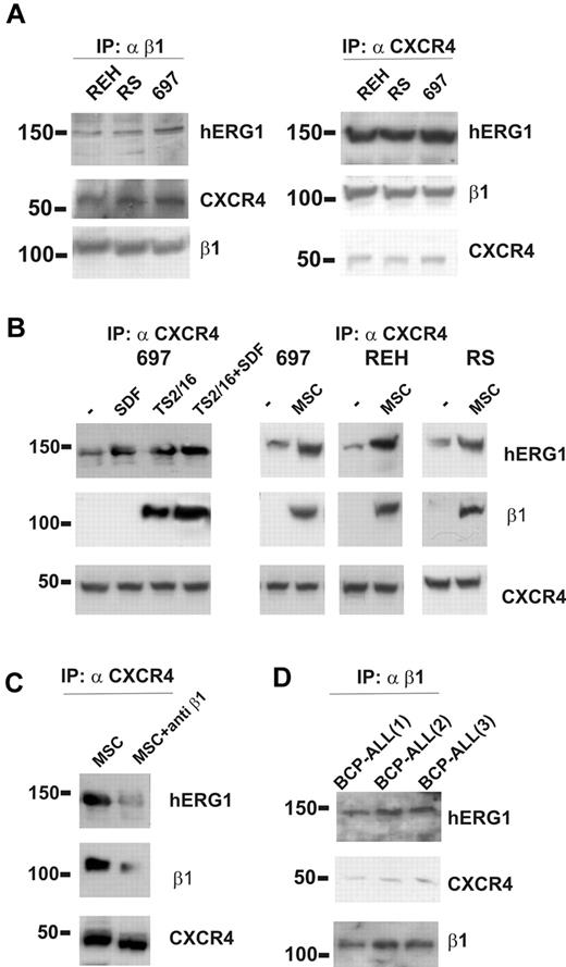 Figure 2. The β1/hERG1/CXCR4 complex is assembled on the plasma membrane of leukemic cells cultured on MSCs. (A) Coimmunoprecipitation (IP) of β1-integrin, hERG1, and CXCR4 from the REH, RS4;11, and 697 ALL cell lines. Left, cell lysates were immunoprecipitated with the anti–β1-integrin antibody TS2/16 and blots were probed with the anti-pan hERG1 antibody (C54), the anti-CXCR4 antibody, and the anti-β1 antibody. Right, cell lysates were immunoprecipitated with the anti-CXCR4 antibody and blots were probed with the anti-pan hERG1 antibody (C54), the anti-β1 antibody, and the anti-CXCR4 antibody. Experiments shown are representative of at least 6 independent experiments. (B) Effect of stimulation with SDF-1α, β1-integrin, and MSCs on CXCR4/β1/hERG1 complex formation. Leukemic cells were treated for 30 minutes with bovine serum albumin (BSA; 250 μg/mL), SDF-1α (50 ng/mL), the β1-integrin-activating antibody TS2/16 (20 μg/mL; left panel), or were cultured on MSCs; controls were cells treated with BSA (250 μg/mL) for 30 minutes. Experiments shown are representative of at least 4 independent experiments. (C) The 697 cell line was cultured on MSCs for 30 minutes in the absence or presence of the anti–β1-integrin-blocking antibody. Proteins were extracted and immunoprecipitated with the anti-CXCR4 antibody and the blot was sequentially labeled with anti-pan hERG1 (C54), anti–β1-integrin, or anti-CXCR4 antibody. Experiments shown are representative of at least 6 independent experiments. (D) Coimmunoprecipitation of CXCR4, hERG1, and β1-integrin from 3 primary clinical samples. Experiments were performed as described in panel A and shown are representatives of at least 4 independent experiments.