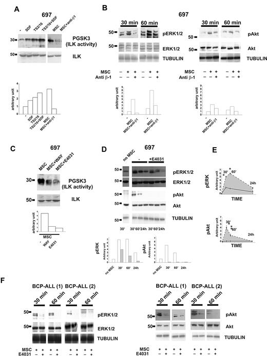 Figure 3. The β1-integrin/hERG1/CXCR4 complex regulates MSC-induced signaling. (A) Western blot of 697 cells treated for 30 minutes with BSA (250 μg/mL), SDF-1α (50 ng/mL), the β1-integrin-activating antibody TS2/16 (20 μg/mL), or cultured on MSCs with or without the anti–β1-integrin-blocking antibody. Total cell lysates were immunoprecipitated with a polyclonal ILK antibody, and a kinase assay was performed with the synthetic GSK3 protein as a substrate. Phosphorylated substrates were detected by Western blot with the anti–pGSK-3 Ser9/21 antibody. Densitometric measurements relative to the blot reported are shown on the bottom. Experiments reported in the panel are representative of at least 4 independent experiments. (B) Western blot of pERK1/2 (left panel) and pAkt (right panel) in 697 cells after coculture for 30 or 60 minutes with MSCs in the absence or presence of anti–β1-integrin-blocking antibody. The membrane was then reprobed with an anti-ERK1/2 or anti-Akt antibody and anti-tubulin antibody. Densitometric measurements relative to the blot reported in the panel are shown on the bottom. Experiments shown are representative of at least 4 independent experiments. (C) 697 cells were cultured on MSCs for 30 minutes with or without an hERG1 blocker (WAY or E4031, both at 20μM). Cell lysates were immunoprecipitated and processed as in panel A. Densitometric measurements relative to the blot reported are shown on the bottom. Experiments shown are representative of at least 4 independent experiments. (D) Western blot of the levels of pERK1/2 and pAkt in 697 cells after coculture with MSCs for 30 minutes, 60 minutes, or 24 hours with or without the hERG1 inhibitor E4031 (20μM). Total levels of ERK1/2 and Akt and tubulin proteins are shown. Densitometric measurements relative to the blot reported are shown on the bottom (white, −E4031; gray, +E4031). Experiments shown are averaged in panel E and are representative of 5 independent experiments. (E) pERK1/2 (top panel) and pAkt (bottom panel) in leukemic cells cultured on MSCs in the absence (dashed line) or in the presence of hERG1 inhibitors (solid black line) over 24 hours; densitometric measurements shown represent the mean of 5 different experiments. *P < .05. (F) Western blot of pERK and pAkt levels in primary clinical samples of BCP-ALL after coculture with MSCs for 30 or 60 minutes in the absence or presence of the hERG1 inhibitor E4031 (20μM). Total levels of ERK1/2 and Akt proteins and tubulin are shown in the bottom panels.