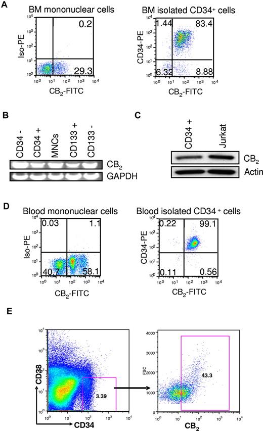 Figure 1. Expression of cannabinoid receptors CB2 in human BM HSPCs by flow cytometry. (A) Analysis of the surface expression of CB2 in human BM MNCs and CD34+ cells isolated from human BM. This is a representative experiment of 5 experiments. (B) Analysis of CB2 mRNA expression in BM MNCs compared with isolated CD34−, CD34+, CD133−, or CD133+ cells. RNA was isolated from the indicated populations of BM cells, and the expression of cannabinoid receptor mRNA was evaluated using the RT-PCR technique. GAPDH was used as an internal control. (C) Western blot analysis of CB2 expression in CD34+ cells derived from human BM. Jurkat cell line was used as a positive control of CB2 expression. (D) Analysis of surface expression of CB2 in total peripheral blood MNCs and CD34+ cells isolated from G-CSF-mobilized peripheral blood. This is a representative experiment of 5 experiments. (E) Expression of CB2 in human CD34+CD38− cells. A representative fluorescence-activated cell sorter profile of the CB2 surface receptor expression in human BM CD34+CD38− cells is shown.