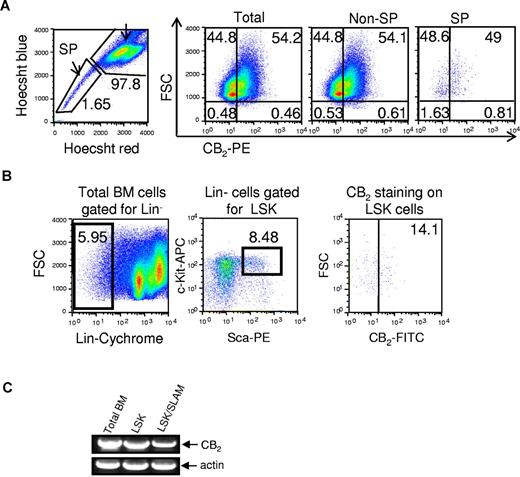 Figure 2. Expression of CB2 in murine HSPCs. (A) Expression of CB2 in mouse BM cells. The surface expression of cannabinoid receptors was analyzed in total cells, non-SP (side population) cells, and SP cells. This is a representative experiment of 5 experiments. (B) Expression of CB2 receptors on mouse LSK cells. Total BM cells were gated for lineage-negative cells (Lin−), followed by selection of c-kit/sca1 double-positive cells. CB2 expression was determined in the LSK population. This is a representative experiment of 4 experiments. (C) Analysis of CB2 mRNA expression in BM MNCs compared with isolated LSK and SLAM (LSK CD150+ CD48−) cells. RNA was isolated from the indicated murine populations of BM cells, and the expression of cannabinoid receptor mRNA was evaluated using the RT-PCR technique. Actin was used as an internal control.