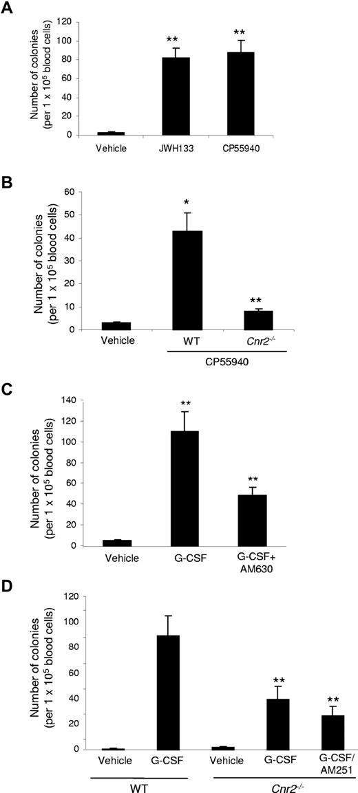 Figure 4. Effects of cannabinoids on mobilization of hematopoietic stem and progenitor cells in C57BL/6J mice. (A) Effects of intraperitoneal injections of cannabinoid agonists (10 mg/kg once daily for 4 days) on the number of circulating peripheral blood-HSPCs in WT mice. Twenty-four hours after the last injection, peripheral blood was collected, and an in vitro colony formation assay was done. The y-axis indicates the number of colonies per 1 × 105 blood cells. Data are mean ± SD (n = 18). *P < .05. **P < .01. (B) Effect of CP55940 on mobilization of wt and Cnr2−/− HSPC. *P < .05 vs control; **P < .05 vs WT. Data are mean ± SD (n = 18). (C) WT mice received intraperitoneal injections of G-CSF twice daily for 4 consecutive days. Cannabinoid antagonists were injected intraperitoneally into mice 30 minutes before each G-CSF injection. The antagonist AM630 (for CB2) was applied at a concentration of 5 mg/kg. Frequency of PB-HSPCs was assessed as described above. Data are mean ± SD (n = 12). *P < .01 vs control. **P < .05 vs G-CSF alone. (D) Effects of Cnr2−/− knockout on the G-CSF-induced mobilization of PB-HSPCs. WT and Cnr2−/− mice received intraperitoneal injections of G-CSF and cannabinoid antagonist as indicated. Data are mean ± SD (n = 12). **P < .05 vs G-CSF in WT mice.