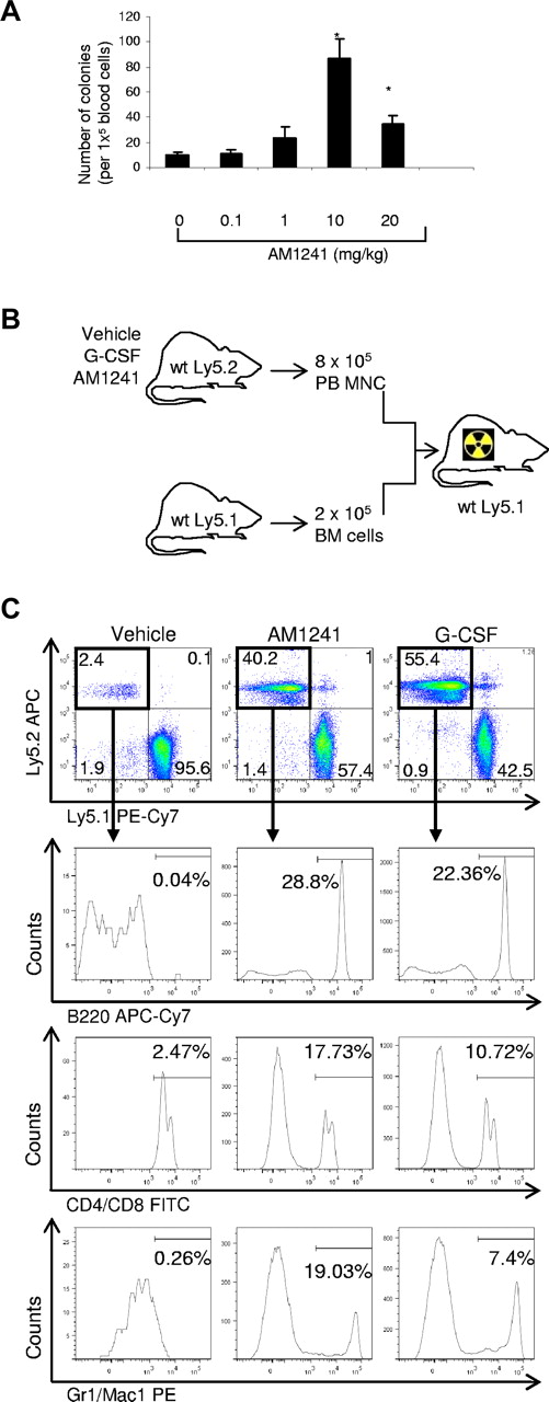 Figure 5. Long-term engraftment of mobilized HSPC in vivo. (A) Dose-dependent effects of AM1241 in HSPC mobilization. Mice were injected intraperitoneally with AM1241 at the indicated doses once daily for 4 consecutive days. Twenty-four hours after the last injection, mice were killed, peripheral blood was collected, and MNCs were isolated and seeded (1 × 105 cells). Ten days after seeding, colonies were counted. *P < .05 vs control (n = 9). (B) Schematic representation of the transplantation experiment. B6-Ly5.2 mice were treated with AM1241, G-CSF, or vehicle control (intraperitoneal injection). A total of 8 × 105 mobilized peripheral blood MNCs were mixed with 2 × 105 BM cells from B6-Ly5.1 mice and transplanted into lethally irradiated Ly5.1 mice. (C) Triple-lineage reconstitution by mobilized HSPCs in vivo 20 weeks after transplantation. Contribution of the vehicle-, AM1241-, and G-CSF-mobilized cells (Ly5.2+) into the distinct lineages was determined by B220-allophycocyanin-Cy7, CD4/CD8-fluorescein isothiocyanate, and Gr1/Mac1-PE labeling and flow cytometric analysis. The percentages of B cells, T cells, and myeloid cells are in relation to the total MNCs in the recipient mice. The figure represents one representative animal in each group (n = 9 per group; supplemental Table 3).