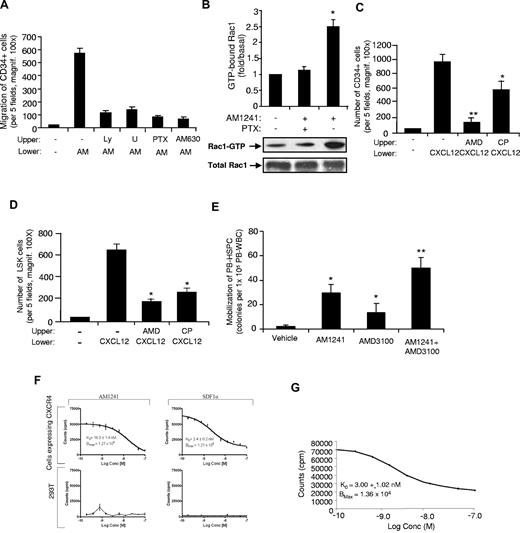 Figure 6. Molecular mechanisms for AM1241/CB2-induced HSPC migration and mobilization. (A) Effect of distinct inhibitors in AM1241-induced migration of human CD34+ cells. A total of 1 × 104 cells were placed in the upper well of transwell inserts, and AM1241 (1μM) or vehicle control was added to the bottom compartments. The system was then incubated for 4 hours at 37°C, and the cells that migrated to the lower compartment were counted. As indicated, the following inhibitors were added to CD34+ cells 45 minutes at 37°C in a CO2 incubator before AM1241 treatment: 10μM LY294002 (LY), 25μM U0126 (U), 100 ng/mL of pertussis toxin (PTX), or 1μM AM630. Data are mean ± SD (n = 4). *P < .01 is statistically significant compared with control cells. (B) Effects of AM1241 on Rac1-GTPase activity. Human MNCs were either untreated or pretreated with 100 ng/mL of PTX for 1 hour followed by stimulation with AM1241 (1μM) for 4 minutes. Rac1-GTP levels were then measured using Rac1-GTPase pull-down assay. The results are normalized to the density of total Rac1 band in the corresponding samples as analyzed by GST pull-down assay, followed by Western blot analysis (n = 3). *P < .01, compared with control untreated cells. (C-D) Effect of CP55940 on the CXCL12 (SDF-1)–induced migration of CD34+ cells (C) and murine LSK cells (D). Cells were placed in the upper chamber with or without 1μM AMD3100 (CXCR4 antagonist) or 10nM CP55940. A total of 100 ng/mL CXCL12 was placed the lower chamber as indicated. Cells were allowed to migrate for 4 hours, and then cells in the lower chamber were counted. Data are mean ± SD (n = 12). P < .01 compared with control. (E) Synergistic effects of AM1241 and AMD3100 treatment. Mice were injected intraperitoneally with AM1241 at a dose of 10 mg/kg once daily for 4 consecutive days. Twenty-four hours after the last injection of AM1241, mice were injected intraperitoneally with AMD3100 at a dose of 5 mg/kg. One hour after injection of AMD3100, mice were killed, their peripheral blood was collected, and MNCs were isolated and seeded (1 × 105 cells per dish). Ten days after seeding, colonies were counted under a light microscope. Data are mean ± SD (n = 6). *P < .05 vs vehicle control. **P < .05 vs each drug alone. (F-G) The affinity binding of AM1241 and SDF-1α to CXCR4. The 293T cells and MDA-MB-231 cells were grown to a density of 75% in 96-well puncher plates. To assign absolute affinity of each ligand for CXCR4, a competitive displacement assay was used. To avoid internalization of the radioligand resulting from constitutive endocytosis, live cell binding was performed at 4°C. Well contents were counted on a model 1470 Wallac Wizard (PerkinElmer Life and Analytical Sciences) detector γ-counter.