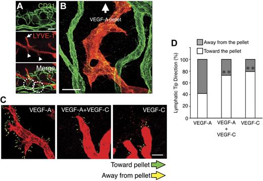 Figure 5. Angiogenic vessel derived VEGF-C regulates VEGF-A–induced lymphatic sprouting. (A) Double staining of corneal flat mounts for lymph- (LYVE-1) and angiogenesis (CD31) on day 4 after VEGF-A implantation. Arrowheads indicate descending lymphatic tips toward vascular vessels. Arrows indicate round tips of lymphatics over vascular plexus. Bar, 100 μm. (B) Confocal image illustrates descending lymphatic tips and lymphatics toward blood vessels on day 10 after VEGF-A implantation. Bar, 30 μm. (C-D) Lymphatic tip direction of VEGF-A, VEGF-C, or VEGF-A+VEGF-C mixture–induced lymphatics on day 6 (C). White symbols indicate tips toward GF pellet, and gray symbols indicate tips away from the pellet and percent of tips (D; n = 5-7). **P < .01.