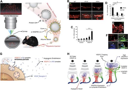 Figure 7. In vivo molecular imaging of VEGFR-2 in VEGF-A–induced angiogenesis. (A) Schematic of our in vivo molecular imaging approach to study VEGFR-2 expression in corneal angiogenic vessels. Fluorescent MSs conjugated with anti-VEGFRs Ab are injected systemically in live animals. (B) α-VEGFRs mAb–conjugated MSs (green) and rhodamin-conjugated conA (red). Arrows indicate MS in blood vessels. Bar, 200 μm. (C) Quantitation of the number of α-VEGFRs Abs-conjugated MS in corneal vessels of untreated and VEGF-A–implanted eyes (day 4; n = 4-12). (D) Distribution of α-VEGFR-2 Ab-conjugated MS or IgG-conjugated MS in VEGF-A–induced angiogenesis (day 4). (E) Representative confocal image (100× objective) of a corneal flatmount on day 6 after VEGF-A implantation. For in vivo molecular imaging of VEGFR-2, animals were injected with α-VEGFR-2 mAb–conjugated MS (green) and 30 minutes later perfused with rhodamin-conjugated conA (red) to stain the vasculature. Bar, 30 μm. (F) Triple staining for LYVE-1 (red), VEGFR-2 (green), and CD31 (blue) in the front of VEGF-A– implanted corneas (day 6). Bar, 100 μm. *P < .05; **P < .01. (G) Angiogenic endothelium expressed higher levels of VEGFR-2 that actively traps VEGF-C on the endothelial surface. Subsequently, the VEGFR-2/VEGF-C complex is internalized and therewith cleared from the extracellular matrix. (H) Mechanism of delayed lymphangiogenesis. Sprouting blood vessel endothelium expresses VEGFR-2 and VEGF-C. Lymphatic endothelium expresses VEGFR-2 and -3 but not VEGF-C. The endothelium of the angiogenic tip VEGF-C is trapped by VEGFR-2 and internalized. In a distance from the angiogenic tips and in absence of the active trapping mechanism, blood endothelial–derived VEGF-C reaches lymphatic endothelium, allowing their growth.
