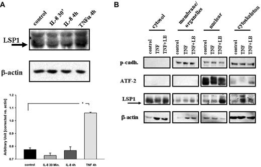 Figure 1. Total cell lysates and subcellular proteome extraction of HUVECs stimulated with TNFα. (A) Representative Western blot of total cell lysates stimulated with TNFα and IL-8 and densitometry. HUVEC monolayers were stimulated for 30 minutes or 4 hours with IL-8, or for 4 hours with TNFα. (B) Rrepresentative Western blot of subcellular proteomic extraction. HUVEC monolayers were stimulated and treated with or without LMB (nuclear export inhibitor). Fractions were blotted for LSP1 (arrows), pan-cadherin (membrane marker), ATF2 (nucleus), and actin (cytoskeleton). Densitometry of the Western blots in panel A (n = 3) is relative to total actin (as standardization). Error bars indicate SEM. *P < .05.