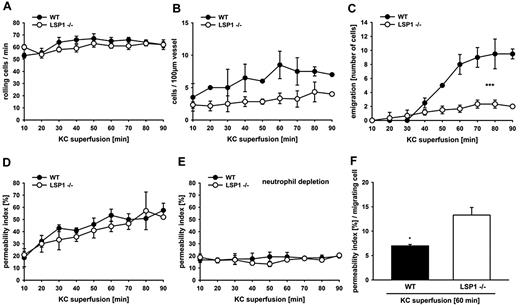 Figure 5. Microvascular permeability changes in cremasteric venules of WT and Lsp1−/− mice. Measurements were taken after KC superfusion of the cremaster muscle preparation. Besides equal rolling flux (A) and decreased adhesion (B), LSP1-deficient animals show impaired neutrophil transmigration (C), but equal microvascular leakiness (D) compared with WT animals. Depletion of neutrophils with anti Gr-1 Ab injection 24 hours before experiments shows a return of permeability to baseline levels (E). The amount of permeability normalized for number of emigrated neutrophils, as shown 60 minutes after KC superfusion (F). Each group contained at least 3 animals. *P < .05; ***P < .001. Error bars indicate SEM.