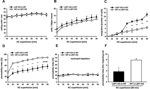 Figure 6. Microvascular permeability changes in cremasteric venules of chimeric mice (Lsp1−/− into WT and WT into Lsp1−/−). Measurements were taken after KC superfusion of the cremaster muscle preparation. Besides equal rolling flux (A) and adhesion (B), WT into LSP-1 deficient animals (lacking LSP1 only in the endothelium) show impaired neutrophil transmigration (C) and increased microvascular leakiness (D) compared with Lsp1−/− into WT animals (lacking LSP1 only in the neutrophils). Depletion of neutrophils with anti Gr-1 Ab injection 24 hours before experiments shows a return of permeability to baseline levels (E). The amount of permeability normalized for number of emigrated neutrophils as shown 60 minutes after KC superfusion (F). Each group contained at least 3 animals. *P < .05; **P < .01; ***P < .001. Error bars indicate SEM.