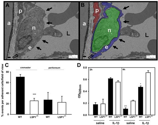 Figure 7. Endothelial dome formation and microvascular permeability changes in peritoneal venules of WT and Lsp1−/− mice. Measurements were taken 2 or 4 hours after IL-1β injection into the peritoneum. Image and corresponding image demonstrate endothelial dome formation (filled arrows) and the overlap of endothelial cell borders (open arrow) in Lsp1−/− mice (A-B) 4 hours after IL-1β injection. Scale bar indicates 500 nm. Image acquisition, panels A-B: Hitachi H-7000 transmission electron microscope; direct magnification: 4000×; 16000 AMT camera, AMT Capture Engine software (V.600.128); images generated with Microsoft Office PowerPoint 2003 (SP3). Percentage quantification of the electron micrograph sections based on the adherent neutrophils per vessel that underwent transendothelial migration with domes in WT vs Lsp1−/− animals in the cremaster and the peritoneum (C). Twenty to 25 vessel sections per background were analyzed. (D) WT or Lsp1−/− mice were injected with Evan blue and injected with saline or IL-1β as indicated; 2 or 4 hours after injection, the dye that leaked out into the peritoneum was quantified. *P < .05; ***P < .001. Error bars indicate SEM. e indicates endothelial cell; n, neutrophil; p, pericyte; and L, vessel lumen.