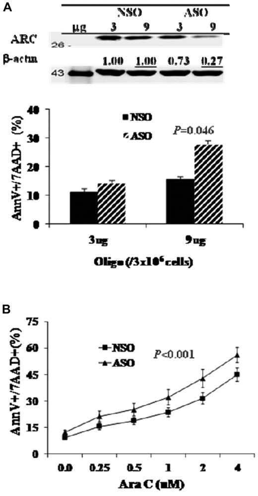 Figure 6. Inhibition of ARC promotes apoptosis and sensitizes Ara-C-induced cell death in AML cells. (A) OCI-AML3 cells were treated with ARC ASO by electroporation for 72 hours. ARC protein levels were determined at 48 hours by Western blot analysis. (B) OCI-AML3 cells were treated with ARC ASO (1 μg/million cells) for 24 hours, then with Ara-C for an additional 48 hours. Cell death was determined by annexin V (AnnV) staining in the presence of 7-amino-actinomycin D (7AAD).