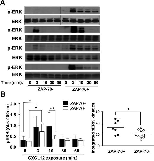 Figure 3. CXCL12 induces increased and prolonged ERK activation in ZAP-70+ CLL cells. CLL cells were exposed to 30nM CXCL12 for 0-60 minutes at which point the cells were harvested, lysed, and analyzed for p-ERK. (A) Immunoblots were probed with anti–p-ERK and total ERK (ERK) antibody. Representative data of 4 ZAP-70+ and 4 ZAP-70− CLL samples are shown. Vertical lines have been inserted to indicate repositioned gel lanes to align ZAP-70− and ZAP-70+ samples. (B) To obtain quantitative results, cell lysates were analyzed by a p-ERK–specific enzyme-linked immunoabsorbent assay. (Left) Depicted is the absorbance measured at 450 nm. Data are shown as mean ± SD of ZAP-70− CLL samples (n = 9) and ZAP-70+ CLL samples (n = 7). * indicates a statistically significant difference; P < .05 paired Student t test. Two-way analysis of variance was used for the comparison ZAP-70+ vs ZAP-70− CLL samples at 10 minutes. (Right) The integral under the curve was measured as described in “Methods” and is depicted for all ZAP-70+ and ZAP-70− CLL cases shown on the left. Data shown are median ± SD; * indicates a statistically significant difference; P < .05 unpaired Student t test.