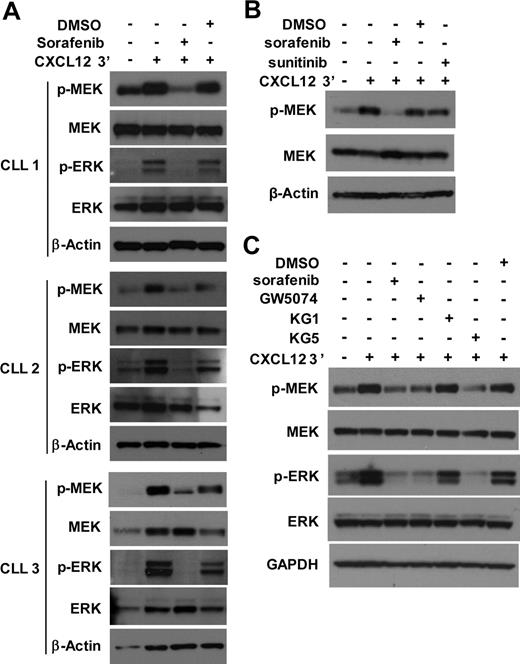 Figure 5. CXCL12-mediated MEK and ERK activation in ZAP-70+ CLL cells is RAF dependent. (A) CLL cells were pretreated with 10μM sorafenib or DMSO as solvent control for 30 minutes before the addition of CXCL12 or media control. After exposure of CLL cells to CXCL12 for 3 minutes, the cells were harvested, lysed, and analyzed for the presence of the indicated proteins by immunoblot. Results are shown from 3 ZAP-70+ CLL samples. (B) ZAP-70+ CLL cells were pretreated with 10μM sorafenib, 10μM sunitinib, or DMSO as solvent control for 30 minutes before the addition of CXCL12 or media control. After exposure of CLL cells to CXCL12 for 3 minutes, cells were harvested and analyzed as above. Results are shown from 1 representative of 3 ZAP-70+ CLL samples, all showing similar responses. (C) ZAP-70+ CLL cells were pretreated with sorafenib, GW5074, KG1, KG5 (all inhibitors were used at 10μM), or DMSO as solvent control for 30 minutes before the addition of CXCL12 or media control. After exposure of CLL cells to CXCL12 for 3 minutes, cells were harvested and analyzed as above. Results are shown from 1 representative of 6 ZAP-70+ CLL samples; all but 1 sample showed similar responses. GAPDH indicates glyceraldehyde-3-phosphate dehydrogenase.