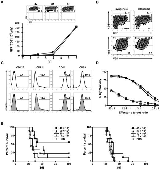 Figure 1. Gene engineering of allogeneic T cells with antileukemia reactive TCR genes augments the GVL effect in vitro and vivo. TCR-transduced allogeneic or syngeneic T cells were further characterized in vitro. (A) Donor-derived allogeneic (B10.A) or syngeneic (B6) T cells were transduced with the OT-I TCR, primed on tumor lysate-pulsed recipient-type DCs (B6) for 2 days, stimulated with αCD3/αCD28-coated microspheres for one day, and further expanded for 2 days with cytokines (IL-2/IL-7). GFP+CD8+ T cells of allogeneic (■) and syngeneic (□) origin are represented in the graph. Results from one representative experiment are shown. Expansion rates of approximately 50-fold were obtained after day 7 of culture. Flow cytometric plots represent increasing rates of GFP+CD8+ expression during the generation process: after transduction (day 2), after priming on DCs (day 4), and of the final T-cell product (day 7). (B) Representative plots of allogeneic or syngeneic TCR-transduced T cells from the final T-cell product (day 7). The upper 2 plots were gated on live cells by forward side scatter exclusion and stained for CD8; the bottom plots were gated on GFP+CD8+ T cells and stained for the introduced OT-I TCR chains Vβ5/Vα2. (C) Further phenotypic features known to impact in vivo function are shown on syngeneic (top row) or allogeneic GFP+CD8+ (bottom row) T cells. (D) Gene-modified T cells were assessed for cytotoxicity at the stated effector/target ratios in a JAM assay. TCR-transduced allogeneic (■) and syngeneic (□) T cells displayed a nearly identical cytotoxicity profile against C1498-OVA (solid line). Antigen nonexpressing C1498 target cells were used as controls (dashed line) (---■---/---□---). Values are mean ± SE. One representative experiment of 4 is shown. (E) Lethally irradiated B6 recipients were reconstituted with 15 × 106 TCD B10.A BM and received 1.2 × 106 C1498-OVA cells intravenously on day 56 after HCT. On day 57, recipients were treated with increasing doses of either TCR-transduced B10.A T cells (left) or nontransduced controls (right). Differences in survival after treatment with TCR-transduced T cells or phosphate-buffered saline (PBS): P < .001 between 40 × 106 T cells vs PBS. P < .05 between 20 × 106 vs PBS. P = not significant (n.s.) between 10 × 106 and 5 × 106 T cells vs PBS. P values for nontransduced T cells vs PBS: P < .05 between 40 × 106 vs PBS. P = not significant (n.s.) for all other groups vs PBS. n = 9 or 10 per group.