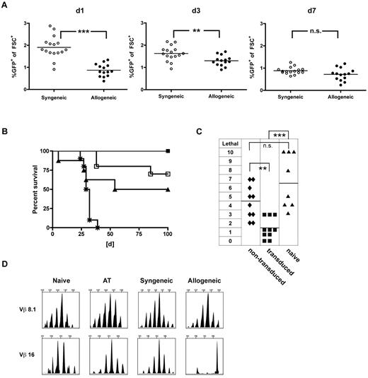 Figure 3. TCR-transduced CD8+ T cells mediate strong GVL effects with decreased GVHD rates when administered early after HCT. A total of 40 × 106 TCR gene-transduced allogeneic (B10.A) or syngeneic (B6) T cells were adoptively transferred early (21 days after HCT) into established allogeneic (B10.A → B6) or syngeneic recipients (B6 → B6). (A) On days 1, 3, and 7 after AT, peripheral blood was monitored for GFP expressing allogeneic (●) or syngeneic (○) TCR-transduced T cells. ***P < .0001 for day 1. **P < .005 for day 3. P = not significant (n.s.) for day 7. n = 14 to 17 per group. (B) Mice received early AT with either allogeneic (■) or syngeneic (□) TCR-transduced T cells. Cohorts treated with naive DLI (▴) or PBS (*) were used as controls. Seven days after AT, mice were challenged with 1.2 × 106 C1498-OVA cells intravenously. n = 8 to 10 per group. P < .05 between cohorts that received DLI or allogeneic TCR-transduced T cells. P = not significant (n.s.) between cohorts that received syngeneic or allogeneic TCR-transduced T cells. (C) For a sensitive GVHD setup, mixed chimeras were established by reconstituting lethally irradiated B6 recipients with a mixture of 15 × 106 TCD B10.A BM plus 5 × 106 TCD B6 BM. A total of 40 × 106 TCR-transduced (■), nontransduced (♦) B10.A T cells, or DLI (▴) were adoptively transferred on day 21 after HCT. Clinical GVHD scores were performed weekly for 8 weeks after AT. The highest GVHD score/observed individual is graphed. n = 8 to 10. ***P < .0001 between cohorts that received TCR-transduced T cells or DLI. **P < .005 between cohorts that received TCR-transduced or nontransduced T cells. P = not significant (n.s.) for cohorts that received nontransduced T cells or DLI. (D) Representative examples of CDR3-size spectratype analysis of TCR-transduced T cells are shown. A total of 40 × 106 TCR gene-transduced B10.A T cells were adoptively transferred early (21 days after HCT) into established allogeneic (B10.A → B6) or syngeneic recipients (B10A → B10A). Forty days after AT, GFP+CD8+ T cells were sorted from recipient spleens, and CDR3-size spectratype analysis was performed as described in “TCR spectratype analysis and assessment of proliferation.” Naive CD8+ B10.A T cells (used for transduction) and TCR-transduced T cells (used for AT) were used as controls. Spectratype histograms show an example for a skewed (Vβ 16) and a nonskewed (Vβ 8.1) Vβ-family.