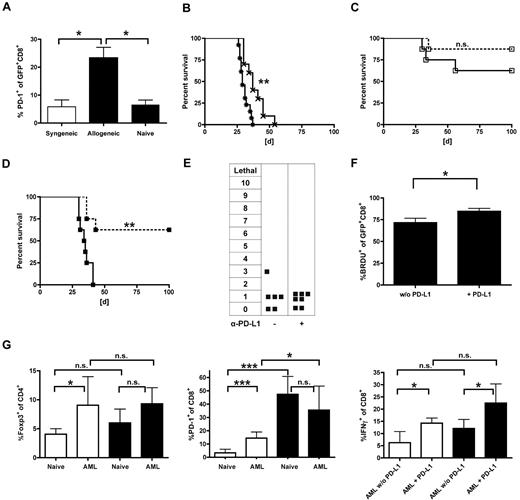 Figure 6. Loss of GVL effects is associated with increased PD-1 expression and reduced oligoclonal expansion in allogeneic transplant recipients and can be effectively restored by PD-L1 blockade. (A-F) Established allogeneic (B10.A → B6) or syngeneic transplant recipients (B6 → B6) received 40 × 106 allogeneic (B10.A) or syngeneic (B6) TCR-transduced T cells on day 56 after HCT. Three days after AT, mice were challenged with 1.2 × 106 C1498-OVA cells intravenously. (A) PD-1 expression on transferred cells was analyzed in peripheral blood 7 days after leukemia challenge on syngeneic (white bar) vs allogeneic (black bars) and GFP+CD8+ T cells. Carboxyfluorescein succinimidyl ester-labeled naive DLIs were used as controls. *P < .05. n = 4 or 5 per group. In consecutive experiments, transplanted mice received either α-PD-L1 blocking antibodies or an isotype control intraperitoneally starting one day before delayed (day 56) AT. A loading dose of 300 μg was used followed by 200 μg on days 57, 59, 62, 65, and 68 after HCT. A lethal dose of leukemia was given on day 59. (B) Survival graphs of cohorts are shown that did not receive AT on day 56 but were injected with PBS instead. **P < .01 between treatment with α-PD-L1 antibody (×) and isotype control (*). n = 10 per group. (C) Syngeneic transplant recipients (B6 → B6) received gene-modified T cells (B6) on day 56 after HCT. No significant survival differences were seen between the treatment groups (α-PD-L1; □ on dashed line) or isotype control (□ on solid line) antibody (n = 8 per group). (D) PD-L1 blockade resulted in significantly increased survival rates in allogeneic transplant recipients. **P < .005 between cohorts that received α-PD-L1 (■ on dashed line) and isotype control (■ on solid line; n = 8 per group). (E) Allogeneic transplant recipients were treated with either α-PD-L1 antibody or isotype control and monitored for GVHD as previously described. (F) Established allogeneic recipients (B10.A → B6) received 2.5 × 106 TCR-transduced B10.A T cells on day 56 after HCT and were treated with α-PD-L1 antibody or isotype control on days 55, 57, and 59. In addition, mice were injected with 1 mg BrdU intraperitoneally daily from day 57 to day 59. On day 60, splenocytes were sorted for GFP+ cells, and BrdU expression of gated CD8+ T cells was determined. *P < .05 between groups. n = 3 per group. (G) Established allogeneic transplant recipients (B10A → B6) or B6 mice were challenged with 1.2 × 106 C1498-OVA cells, and T cells from the liver were analyzed on day 25 after tumor injection by flow cytometry. Cohorts were treated either with α-PD-L1 or isotype control antibody (200-μg/dose) from day 10 to day 20 every other day. Cells were either gated on CD4 and analyzed for Foxp3 expression (left bar graph). *P < .05. n = 6 per group, gated on CD8 and analyzed for PD-1 expression (middle bar graph). ***P < .001. n = 6 per group, or stimulated with α-CD3/α-CD28, gated on CD8, and analyzed for IFN-γ expression (right bar graph). *P < .05. n = 6 per group. Black bars represent allogeneic recipients; and white bars, syngeneic recipients.