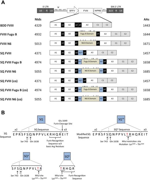 Figure 1. Schematic representation of human FVIII variants designed and cloned into a SIN LV backbone. (A) Nine different human FVIII variants were designed and cloned into a LV backbone plasmid: BDD FVIII, B domain deleted human FVIII; FVIII Fugu B, BDD FVIII containing the Fugu B domain; FVIII N6, BDD FVIII containing the human N6 B domain; SQ FVIII, BDD FVIII containing a modified version of the SQ amino acid sequence SQm; SQ FVIII Fugu B, SQ FVIII containing the Fugu B domain between the SQm sequence to create the N terminal SQa and C terminal SQb sequences; and SQ FVIII N6, SQ FVIII containing the human N6 B domain. And constructs SQ FVIII (co), SQ FVIII Fugu B (co), and SQ FVIII N6 (co) are the same amino acid structure as constructs SQ FVIII, SQ FVIII Fugu B, and SQ FVIII N6, respectively, but are produced from a codon-optimized cDNA sequence. Dashes on constructs indicate asparagine (N)-linked glycosylation sites within the B domain only. (B) Schematics of SQ and modified SQ sequences; SQm, SQa, and SQb. The SQ sequence is a 14-amino acid bridge between the a2 and a3 domains of FVIII created by fusing Ser743 and Gln1638 in the B domain. The sequence promotes efficient intracellular cleavage by containing the 4 amino acid protease recognition site RHQR. A modified SQ sequence (SQm) was created containing a missense mutation from Lys1644 to Thr1644 caused by the creation of an MluI restriction enzyme site within the cDNA sequence for insertion of the Fugu and N6 B domains. SQa is the 11-amino acid sequence created at the N-terminal of the B domain after insertion of the N6 or Fugu B domain sequences into the SQ FVIII construct. SQb is the 5 amino acid sequence created at the C-terminal of the B domain after insertion of the N6 or Fugu B domain sequences into the SQ FVIII construct; this sequence retains the 4 amino acid protease recognition site. MluI restriction sites are shown underlined, and the K to T missense mutation is shown in red.