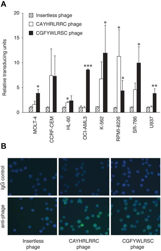 Figure 1. Identification of a new leukemia-targeting motif. (A) Binding of CGFYWLRSC-, CAYHRLRRC-, or insertless phage to ALL (T-lymphoblastic) cell lines MOLT-4 and CCRF-CEM, AML cell lines HL-60 (promyelocytic) and OCI-AML3 (myelocytic), CML cell line K562, multiple myeloma cell line RPMI-8226, and lymphoma cell lines SR-786 (T-cell lymphoma) and U937 (monocyte lymphoma), respectively. The data are averages of triplicates per assay from 2 independent experiments. *P < .05; **P < .01; and ***P < .001. (B) Comparison of internalization of phage-displaying peptides into leukemia cells. The FITC-labeled anti-phage stain is shown relative to that of the IgG isotype control. The blue color indicates the DAPI nuclear stain. Magnification, 500×.