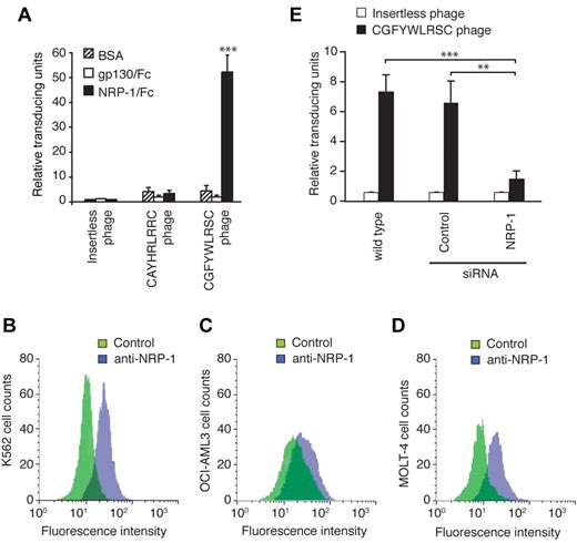Figure 2. Validation of NRP-1 as a receptor for the CGFYWLRSC peptide. (A) Phage binding to recombinant rat NRP-1/Fc chimera (rrNRP-1/Fc) or to control GP130-Fc protein was assessed. Results shown are averages of 3 independent assays. ***P < .001. (B-D) Flow cytometry analysis of cell-surface expression of NRP-1 on K562 (B), OCI-AML3 (C), and MOLT-4 (D) leukemia cell lines. Cells were stained as follows: control rabbit IgG and FITC-goat anti–rabbit IgG (green), rabbit anti–human NRP-1 and FITC-goat anti–rabbit IgG (violet). (E) Binding of the CGFYWLRSC phage to OCI-AML3 cells transfected with NRP-1-targeting siRNA or with the nontargeting control siRNA. Untransfected wild-type cells and insertless phage were used as controls. **P < .01; ***P < .001.