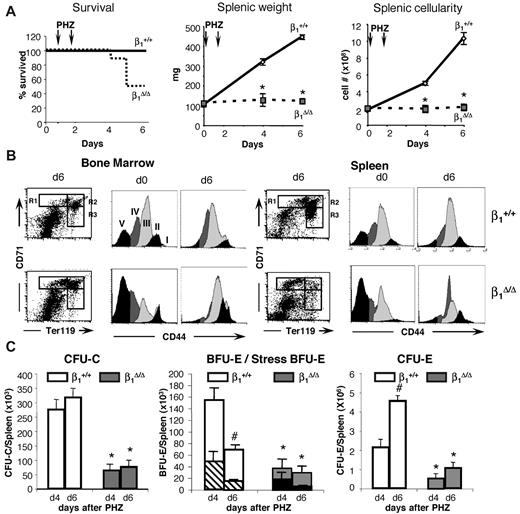 Figure 2. Stress-induced erythroid differentiation is impaired in β1Δ/Δ mice. (A) Survival curve (ctrl, n = 25; β1Δ/Δ, n = 16), splenic weight (ctrl, n = 25; β1Δ/Δ, n = 6), and splenic cellularity (ctrl, n = 25; β1Δ/Δ, n = 6). (B) Erythroid differentiation in BM and spleen. FACS profiles of CD71/TER119-labeled splenic cells (left panels in BM and spleen), and CD44/side scatter analysis of TER119+ cells from days 0 and 6 after PHZ (right panels in BM and spleen). Note the failure of β1Δ/Δ erythroid cells to advance to later maturation stages (ie, from R1 to R2 in the CD71/TER119 profiles after RBC lysis). CD44/side scatter analysis of TER119+ cells shows discreet stages of progressive maturation (from I-V) before PHZ but a significant overlap after PHZ treatment in both sets of animals. (C) Progenitors (total CFU-C, left panel; BFU-E/stress BFU-E, middle panel; and CFU-E, right panel) in spleen before and after PHZ treatment in controls and β1-deficient mice. (Stress BFU-E are shown as a proportion of total BFU-E.) Note the significant reduction of all progenitors in spleen after PHZ treatment in β1Δ/Δ mice (day 6).