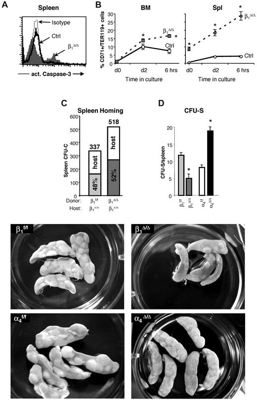 Figure 5. Apoptosis levels in β1Δ/Δ cells in BM and spleen after PHZ treatment and the ability of β1Δ/Δ cells to home and form CFU-S. (A) Expression of activated caspase-3, an apoptosis marker, in the spleens of control and β1Δ/Δ mice. A significant proportion of apoptotic cells among splenocytes of β1Δ/Δ mice was noted after PHZ treatment. In contrast to β1Δ/Δ mice, no difference in apoptosis in spleen between control and α4Δ/Δ mice after PHZ treatment at day 4 was detected (data not shown). (B) Cells from BM and spleen of PHZ-treated (day 4) mice were put into in vitro culture made up of Iscove modified Dulbecco medium supplemented with 10% fetal bovine serum, l-glutamine, penicillin, and streptomycin containing cytokines (3 U/mL recombinant human Epo, 50 ng/mL recombinant murine stem cell factor, 10 ng/mL recombinant murine interleukin-6, and 10 ng/mL recombinant murine interleukin-3). Two days later, cells were washed, resuspended in the just described medium without the cytokines, and 6 hours later were taken for analysis. Caspase-3 expression in TER119hi/CD71hi cells is shown before (day 0) and after (day 2) in vitro incubation with cytokines and after cytokine withdrawal (6 hours). Note that in β1Δ/Δ mice, even at the initial time point, there is a difference in the level of apoptosis between BM and spleen, and this is exaggerated on cytokine deprivation. (C) Homing into nonirradiated recipients: Wild-type mice were injected with control (β1+, n = 5 recipient mice) or β1-deficient (β1Δ/Δ, n = 5 recipient mice) BM cells. Twenty-four hours later, recipients were killed and spleen cells were plated in methylcellulose cultures. Individually plucked colonies were genotyped (supplemental Figure 3) to determine the origin of the host (α4+/+, β1+/+) or donor (β1f/f, α4f/f, or β1Δ/Δ) colonies and proportion of homed progenitors. The number of assessed colonies is shown above the bars. (D and bottom panels) CFU-S assessment: Lethally irradiated wild-type recipients were injected with 250 000 control (β1f/f, α4f/f) or integrin-deficient (β1Δ/Δ, α4Δ/Δ) BM cells (5 recipients per group). Eleven days after transplantation, recipients were killed, spleens were harvested, fixed in Bouin solution, and macroscopic colonies under the spleen capsule were counted using a Nikon MZ6 dissecting microscope. The number of large colonies per spleen is shown. Appearance of CFU-S in recipients of control and integrin-deficient cells is also shown (lower panels). β1Δ/Δ mice have fewer CFU-S than controls, whereas α4Δ/Δ mice have more but usually of smaller size. Spleens were photographed in a 35-mm Petri dish with a Nikon Coolpix 995 camera. Images were uploaded to a computer and adjusted for brightness and contrast with Adobe Photoshop.