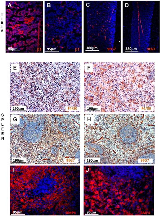 Figure 7. β1-integrin and BMP4 expression in BM and spleen. (A) Prominent labeling of endothelial cells and hematopoietic cells, including megakaryocytes, is seen in the normal tibia using anti-β1, but labeling of only endothelial cells is seen (B) in β1Δ/Δ tibia. (C) Labeling of endothelial cells and megakaryocytes with 9EG7 antibody (reacting with activated β1) in normal tibia. (D) Labeling only of endothelial cells in β1Δ/Δ tibia. (E) Splenic sections from normal mice after PHZ labeled for F4/80 (diaminobenzidine method) for macrophages and counterstained with hematoxylin. Note the abundance of small dark nuclei (erythroid cells). (F) Splenic sections from β1Δ/Δ mice after PHZ. Fewer erythroid cells together with many unengaged macrophages. (G) Splenic sections from normal mice labeled with 9EG7 antibody (activated β1). Prominent labeling of endothelial cells is seen. (H) Splenic sections from β1Δ/Δ mice similarly labeled with 9EG7. (I) BMP4 labeling of normal spleen after PHZ (day 6) and (J) of β1Δ/Δ spleen. Note the intense labeling of red pulp in both types of spleens. Fluorescent images shown in panels A-D and panels I-J were visualized with Alexa 594, mounted with Vectashield Mounting Medium with 4,6-diamidino-2-phenylindole (Vector Labs) and acquired at room temperature using a Leica DMLB fluorescence microscope (with appropriate filters) and a Spot RT Slider camera using SPOT Advanced software (Version 4.6, Diagnostic Instruments). (E-H) Visualized with diaminobenzidine and hematoxylin were taken at room temperature using an Olympus BH-2 microscope outfitted with a Nikon Coolpix 995 digital camera. Magnification bars are inserted. Some adjustments for brightness, contrast, and color balance using Adobe Photoshop were made.