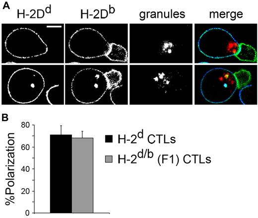 Figure 1. CTLs polarize cytotoxic granules toward the area of contact with recognizing CD8+ T cells in the absence of TCR specificity. (A) H-2d/b (F1) CTLs were labeled with LysoTracker Red for the detection of granules and targeted with 2C CD8+ T cells for 1 hour at 37°C. Cells were fixed, stained, and visualized with an LSM 510 Laser Scanning Confocal Microscope (Carl Zeiss) and 100× PLAN Apochromat objectives having a numerical aperture of 1.4. The F1 CTL appears on the left of each panel and stains positive for both H-2Dd (blue, merge) and H-2Db (green, merge). The 2C cell appears on the right and stains positive only for H-2Db. Granules appear in red in the merged image. Scale bar = 5 μm. (B) Quantitation of CTL granule polarization. Conjugates of H-2d/b (F1) or H-2d CTLs with 2C CD8+ T cells were prepared as in panel A and were evaluated for the presence of cytotoxic granule polarization. CTLs were scored as polarized when granules clearly accumulated in the area of contact. “%Polarization” refers to the percentage of conjugates in which the CTL is found polarizing its granules toward the contact area with the recognizing T cell. Values shown are the calculated means ± SD of 3 independent experiments, n > 70 in each.