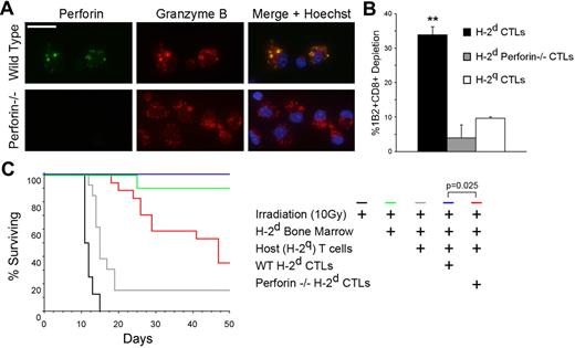 Figure 4. Targeted CTL activity is perforin dependent. (A) Perforin and granzyme content of anti–third-party H-2d CTLs. Wild-type H-2d CTLs (top row) and perforin−/− CTLs (bottom row) were fixed and stained intracellularly for perforin (green) and granzyme B (red). 4,6-diamidino-2-phenylindole (DAPI) staining of nuclei may be observed in merge (blue). Scale bar = 15μm. (B) The role of perforin in targeted CTL cytotoxicity. Perforin −/− H-2d CTLs were targeted with 2C CD8+ T cells. After 5 hours, 2C cell depletion was evaluated and compared with the depletion induced by wild-type CTLs, as well as by nonspecific CTLs. Error bars represent SD from triplicate samples. Data shown are single experiments representative of 3 experiments. **P = .0015. (C) The role of the granule-mediated cytotoxic pathway in the induction of tolerance toward MHC-mismatched bone marrow by targeted CTLs. In an established graft rejection model,6 supralethally irradiated C3H mice were reconstituted with host T cells and transplanted with allogeneic (H-2d), fully mismatched, T cell–depleted bone marrow either alone (n = 13) or supplemented with donor-type CTLs (H-2d, n = 6). For evaluation of the role of the granule-mediated pathway, H-2d perforin −/− CTLs were used (n = 17), and their capacity to induce tolerance was compared with that of perforin-competent wild-type CTLs. Data shown are from 2 experiments combined.