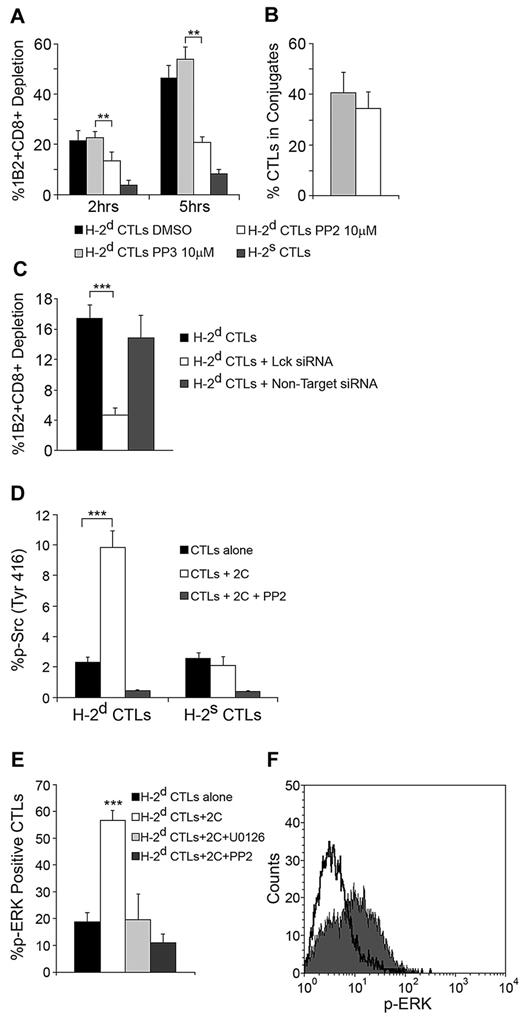 Figure 6. CTL targeting induces Src Kinase signaling leading to cytotoxicity and Erk phosphorylation. (A) Src mediates the cytotoxic response of targeted CTLs. H-2d CTLs preincubated with PP2/PP3 for 1 hour were targeted with calcein-loaded 2C CD8+ cells (1:1 ratio). After 2 and 5 hours, 2C cell depletion was evaluated and compared with untreated CTLs. H-2s CTLs served as the control for nonspecific activity. (B) PP2 does not affect conjugate formation. Cells were fixed, differentially stained, and imaged 1 hour into culture. Conjugation was assessed counting conjugated CTLs per total CTLs in several microscopic fields. Error bars represent SD from triplicate datasets, n > 40 in each. (C) Lck is responsible for mediating the CTL response. H-2d CTLs were transfected with Lck siRNA. After 60 hours, CTLs were targeted with 2C CD8+ cells, and 2C cell depletion was compared with depletion induced by untreated CTLs or CTLs transfected with non-target siRNA. (D) Src activation-loop phosphorylation. H-2d CTLs were targeted with 2C CD8+ cells for 90 minutes and evaluated by FACS for activating Src kinase phosphorylation (Tyr416). H-2s CTLs controlled nonspecific phosphorylation. The effect of PP2 is shown. (E) Erk phosphorylation in targeted CTLs. CTLs were targeted as in panel D and evaluated for ERK phosphorylation. The effects of Erk inhibitor U0126 and Src inhibitor PP2 are shown. (F) Overlay of FACS plots representative of the Erk phosphorylation shown in panel E. Solid dark gray, targeted CTLs; black line, untargeted CTLs. Panels A-F: Data from single experiment representative of 3 experiments. Error bars represent SD from triplicate wells. **P < .01, ***P < .001.