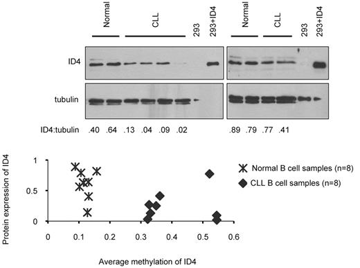 Figure 2. ID4 methylation and protein expression in CLL cells. Top, Immunoblot analysis of ID4 expression in normal B cells or CLL cells. Lysate from HEK 293 T cells transfected with vector alone or ID4 cDNA were included as controls. Tubulin expression served as a loading control. Blots shown are representative of a total of 8 samples for each normal and CLL CD19+ B cells, all run in duplicate. Raw intensities of ID4 and tubulin were background-corrected and ratios of ID4 over tubulin were log2-transformed for each sample. Analysis of variance model was used and each immunoblot was treated as a block. Differences of ID4 levels between CLL and normal were evaluated by 2-sided t test. ID4 expression in CLL cells is 0.35-fold the level in normal B cells (P = .0002). Bottom, Correlation between protein expression and methylation level of ID4 was calculated by Pearson correlation coefficients. On the basis of the results obtained from 8 healthy and 8 CLL B-cell samples, the correlation coefficient is −0.53 (P = .034) between average methylation across all amplicons and ID4 protein expression.