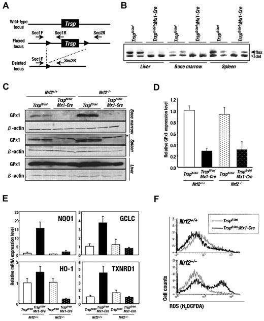 Figure 1. Deletion of Trsp gene leads to increased oxidative stress and induction of Nrf2-target genes in hematopoietic tissues. (A) The targeting strategy for Trsp gene by the Cre-loxP recombination system. Trsp gene is flanked with 2 loxP sequences, designated by closed arrowheads. Arrows indicate the position of primers used for PCR analysis in B. (B) PCR analysis of Trspfl/del and Trspfl/del:Mx1-Cre mice after the pI-pC treatment. Fragments derived from floxed allele (494 bp; filled triangles) and recombined allele (465 bp; open triangles) were amplified by SeC1F and SeC1R primer pair and SeC1F and SeC2R primer pair, respectively. (C) Expressions of GPx1 protein in Trspfl/del and Trspfl/del:Mx1-Cre mice on an Nrf2+/+ or Nrf2–/– background were examined by immunobloting. Note that the levels of GPx1 protein were significantly decreased in hematopoietic organs of Trspfl/del:Mx1-Cre mice, although those in livers were preserved. Nonspecific bands are indicated by asterisk. (D-E) Expressions of GPx1 (D), NQO1, GCLC, HO-1, and TXNRD1 (E) mRNA in whole bone marrow cells from mice of each genotype were examined by real-time RT-PCR. Ribosomal 18S subunit was used as an internal control. (F) ROS levels in whole bone marrow cells of Trspfl/del and Trspfl/del:Mx1-Cre mice on an Nrf2+/+ (top panel) or Nrf2–/– background (bottom panel) were evaluated by flow cytometry using the redox-sensitive dye H2DCFDA.