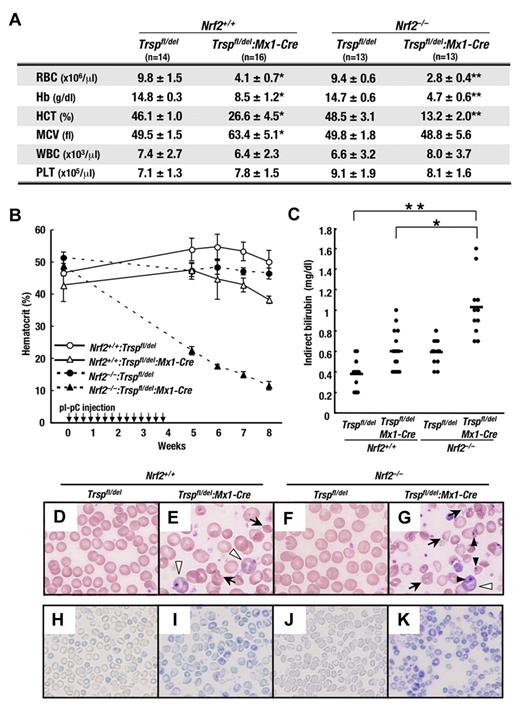 Figure 2. Hemolytic anemia caused by loss of Trsp gene is partially compensated by Nrf2. (A) Peripheral blood counts of mice at 4 weeks after the final pI-pC injection. RBC, red blood cell; Hb, hemoglobin; HCT, hematocrit; MCV, mean corpuscular volume; WBC, white blood cell; PLT, platelet. *P < .01 and **P < .001 compared with values obtained from Nrf2+/+:Trspfl/del mice. (B) Hct kinetics of mice treated with pI-pC. The day of the first pI-pC injection is depicted as 0. (C) Plasma indirect bilirubin levels were determined at 4 weeks after final pI-pC injection. Horizontal lines represent average values in each genotype (*P < .05; **P < .01). (D-K) Peripheral blood smears of mice at 4 weeks after the final pI-pC injection were stained with Wright-Giemsa (D-G) or new methylene blue (H-K). Arrows, white arrowheads, and black arrowheads indicate the poikilocytes, immature erythrocytes with basophilic cytoplasm, and erythrocytes with Howell-Jolly body, respectively.