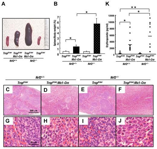 Figure 4. Removal of Nrf2 exacerbates compensatory erythroid hyperplasia in Trsp-deficient mice. (A) Macroscopic appearance of spleens at 4 weeks after the final pI-pC injection. (B) Spleen/body weight ratios of Nrf2+/+:Trspfl/del (n = 7), Nrf2+/+:Trspfl/del:Mx1-Cre (n = 7), Nrf2–/–:Trspfl/del (n = 8), and Nrf2–/–:Trspfl/del::Mx1-Cre (n = 10; *P < .001). (C-J) Histopathological examination of spleens at 4 weeks after the final pI-pC injection. Scale bars correspond to 500 μm (C-F) and 25 μm (G-J), respectively. (K) Serum erythropoietin levels were determined at 4 weeks after final pI-pC injection. Horizontal lines represent average values in each genotype (*P < .05; **P < .001).
