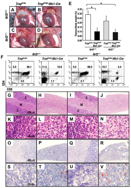 Figure 6. Removal of Trsp provokes thymus atrophy. (A-D) Appearance of thymus from Trspfl/del and Trspfl/del:Mx1-Cre mice on an Nrf2+/+ or Nrf2–/– background at 4 weeks after the final pI-pC injection. Orange dot lines indicate thymus. (E) Thymus/body weight ratios of Nrf2+/+:Trspfl/del (n = 6), Nrf2+/+:Trspfl/del:Mx1-Cre (n = 5), Nrf2–/–:Trspfl/del (n = 5), and Nrf2–/–:Trspfl/del:Mx1-Cre (n = 7; *P < .05). (F) Flow cytometric analysis of T cells (CD4+/CD8+) in thymus of Trspfl/del and Trspfl/del:Mx1-Cre mice on an Nrf2+/+ or Nrf2–/– background. Representative data are presented from more than 3 independent experiments. (G-V) Histological examination of thymus from Trspfl/del and Trspfl/del:Mx1-Cre mice on an Nrf2+/+ or Nrf2–/– background with hematoxylin and eosin staining (G-N) or Oil Red O staining (O-V). Scale bars correspond to 200 μm (G-J and O-R) and 25 μm (K-N, S-V), respectively. C, cortex; M, medulla.