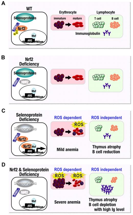 Figure 7. Model for the effect of Nrf2 and selenoprotein loss on hematopoietic cells. (A) Under normal conditions, selenoproteins maintain redox balance while the Nrf2 gene battery is repressed by Kelch-like ECH-associated protein–mediated proteasomal degradation. (B) Therefore, in the steady state, oxidative homeostasis is maintained even in the absence of Nrf2. (C) In the case of a pro-oxidant environment, created in blood by disrupting selenoprotein synthesis, Nrf2 is activated and helps maintain homeostasis in immature erythrocytes. However, Nrf2 cannot fully compensate for loss of the selenoproteins-mediated antioxidant machinery, especially in mature erythrocytes, and therefore mice lacking selenoprotein activity suffer from mild anemia. On the other hand, the impairment seen in lymphocytes is ROS independent. (D) Since selenoprotein activities and the Nrf2 gene battery co-operatively maintain the oxidative homeostasis of immature erythrocytes, combined disruption of these 2 antioxidant systems leads to severe anemia. Ig, immunoglobulin.