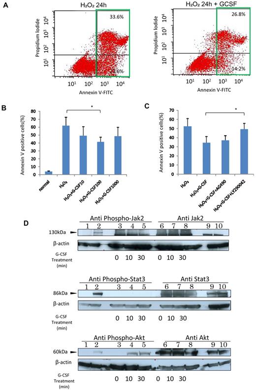 Figure 2. G-CSF protected HRECs from oxidative stress-induced apoptosis through the PI3K-Akt pathway. (A) Left panel: The result of 24-hour exposure to 1mM H2O2; and the right panel, results of G-CSF addition. Note the decreased numbers of apoptotic cells (green squares) in the G-CSF-treated group. (B) Dose-dependent antiapoptotic effect of G-CSF. Cells were incubated with G-CSF (10, 100, or 1000 ng/mL) for 24 hours followed by exposure to 1mM H2O2 for another 24 hours. The maximum effect was observed with 100 ng/mL G-CSF (n = 6 at each point). *P < .05. (C) The rescue effect of 100 ng/mL G-CSF was attenuated by LY294002 (n = 6 at each point) but not by AG490. *P < .05. (D) Intracellular Jak2 (upper panel), stat3 (middle panel), and Akt (lower panel) phosphorylation profiles in G-CSF-activated HRECs. Lanes 1, 2, 9, and 10 are controls: lane 1, nonphosphorylated cell extracts; lane 2: phosphorylated cell extracts; lane 9: phosphorylated cell extracts; and lane 10: nonphosphorylated cell extracts. Lanes 3 to 8: HREC lysates, 20 μg per lane treated for 0 minutes (untreated, lanes 3 and 6), 10 minutes (lanes 4 and 7), and 30 minutes (lanes 5 and 8) with 100 ng/mL G-CSF. Only Akt was phosphorylated by G-CSF in HRECs, and the result was concordant with the results of the blocking experiments.