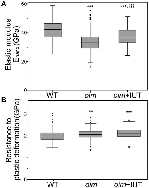 Figure 3. Microscopic scale mechanical properties. (A) Nanoindentation revealed an increase in elastic modulus in the oim+IUT bones compared with oim. (B) Resistance to plastic deformation was unchanged in oim+IUT bones compared with oim (analysis of variance test and Bonferroni post-hoc tests). **P < .01 (significant difference vs WT group). ***P < .001 (significant difference vs WT group). †††P < .001 (significant difference vs oim group). Box and whisker plots represent the group median and quartiles (box) and 1.5× interquartile distance (whiskers). Round symbols represent outliers, which exceed the whiskers values.